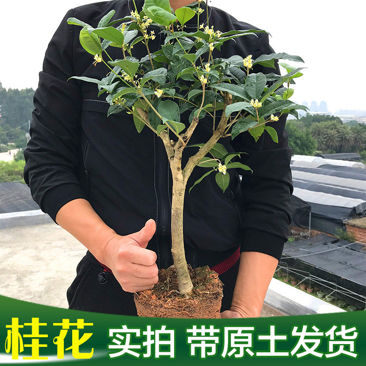 浓香型桂花树苗阳台盆栽
