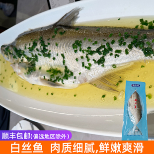 清蒸白丝鱼600-700g大白鱼新鲜腌制酒店清蒸鱼招牌菜鸡汁白水鱼