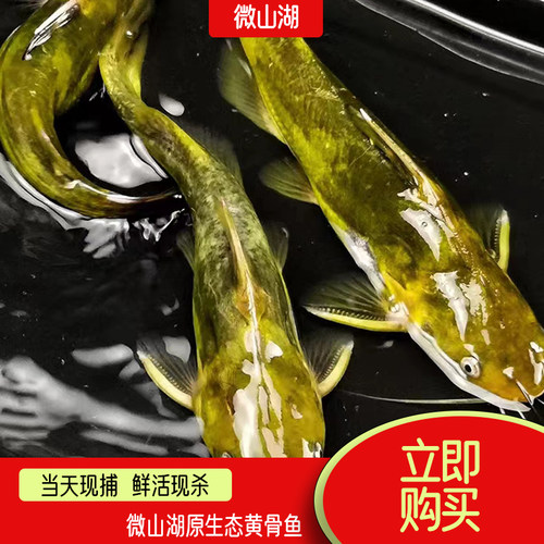 整鱼微山湖营养新鲜美味现捕现杀
