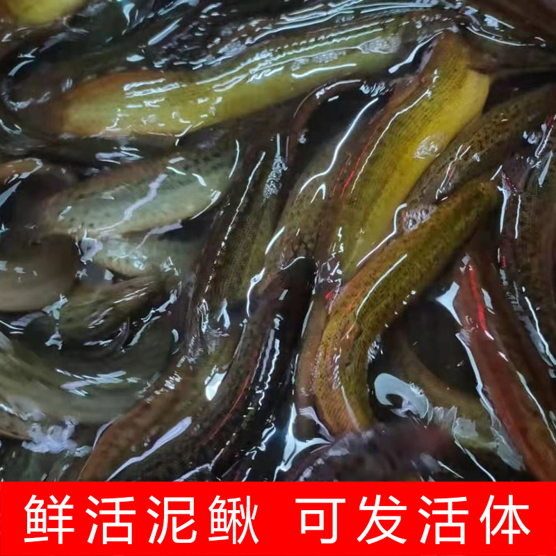 好吃山东鲜活500g泥鳅