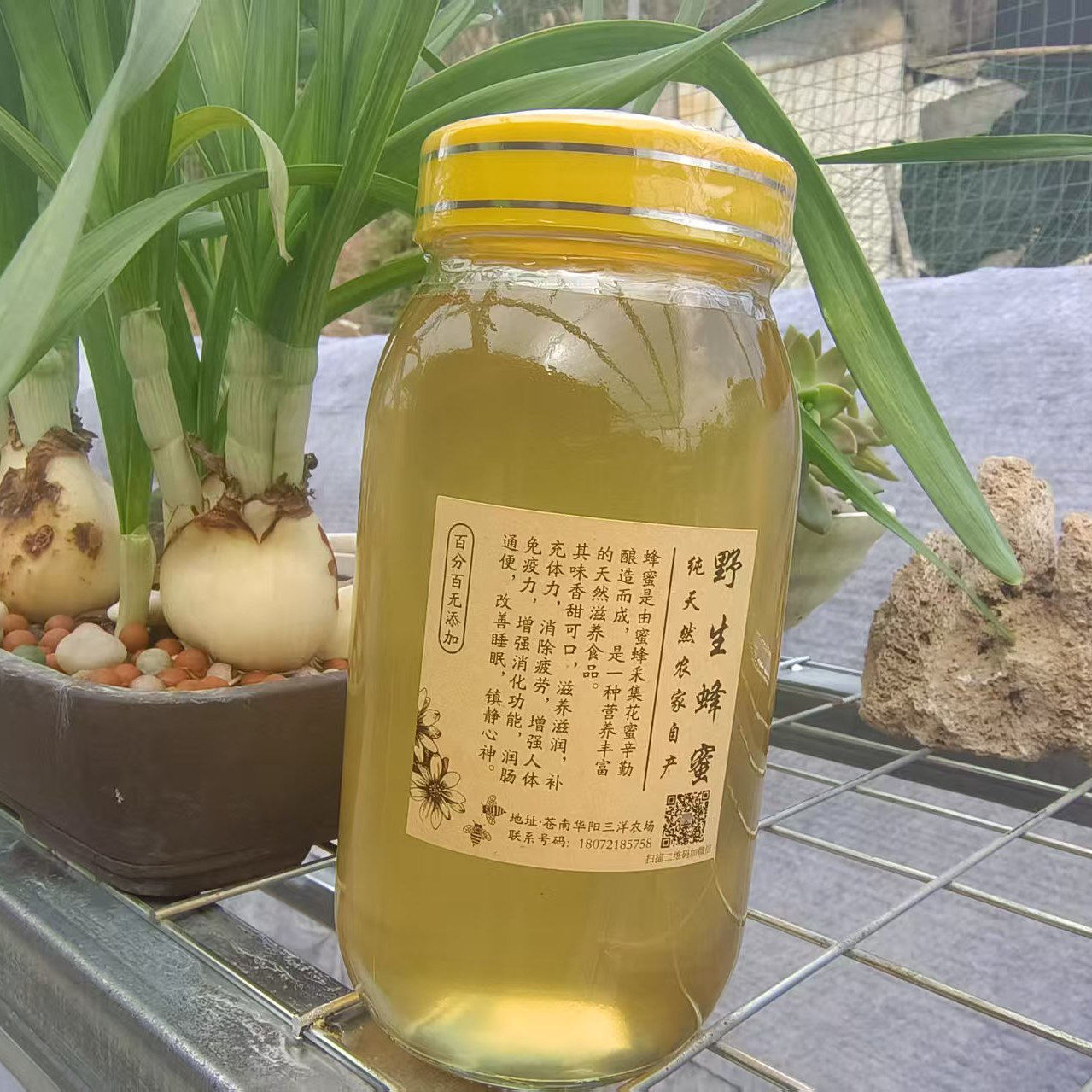 温州深山野桂花蜜