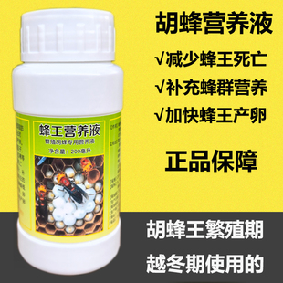 养蜂王胡蜂马蜂红娘金环黑尾黄脚种蜂王营养液加快蜂王筑巢产子