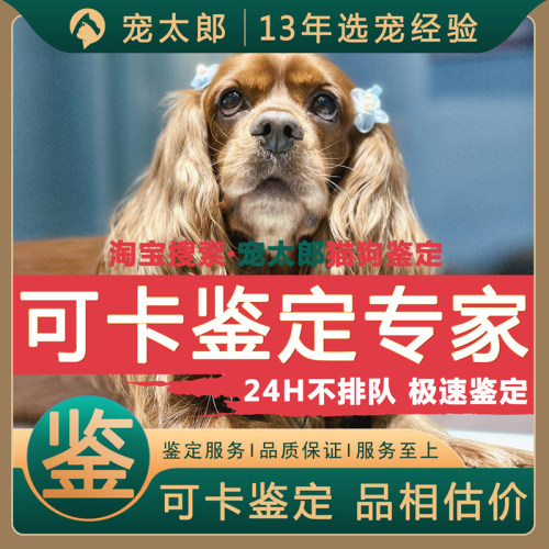 鉴可卡1V1┃不推销活体┃包准