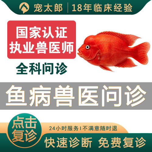 鱼病咨询兽医在线问诊24小时金鱼锦鲤疾病龙鱼热带观赏鱼疾病咨询