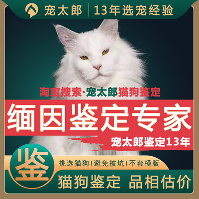 猫咪鉴定品相评估价布偶金银渐层