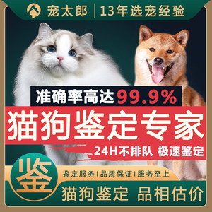 猫狗鉴定一对一准确率高达99.9%