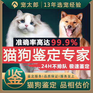 宠物猫狗鉴定师品相品种鉴定估价金渐层布偶蓝金柴犬边牧比熊鉴定