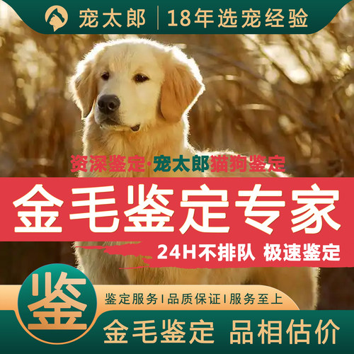 鉴金毛1V1┃不推销活体┃包准