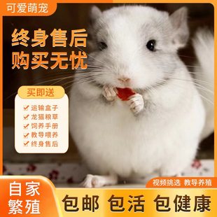 龙猫公仔宠物宝宝幼崽萌宠活体长毛标灰银板已打疫苗活物送笼子