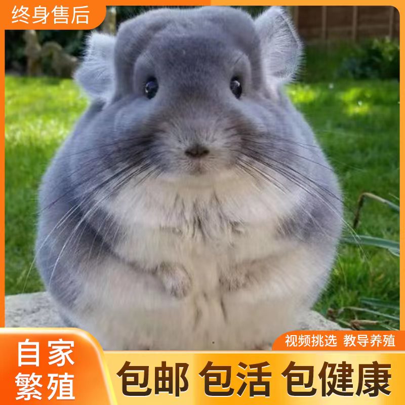 龙猫活物宠物幼崽活体疫苗龙猫