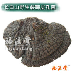 福源堂 长白山野生裂蹄层孔菌 野生裂蹄灵芝 林芝整枝 500克 包邮