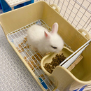 宠物龙猫貂豚鼠免沙 拉士格兔兔厕所便盆防喷尿 尿盆屎盆兔子用品