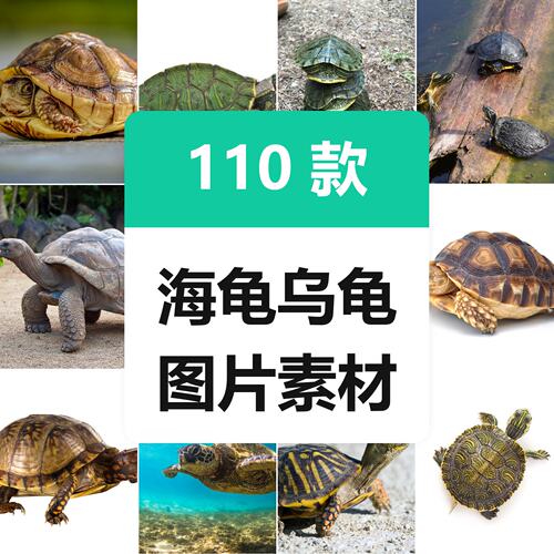 高清海龟乌龟水龟陆龟巴西龟动物摄影JPG图片喷绘打印设计素材