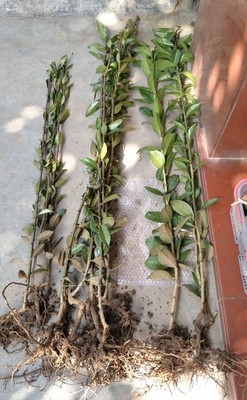 价廉物美，健壮，根系发达