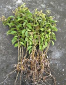 扦插小苗 带根 嫁接蟹爪兰砧木纯货款 叶仙 满30元 才发货