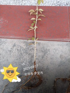 木麒麟苗 仙人掌 叶 起发货 纯货款 20元 嫁接蟹爪兰用 天空之缘