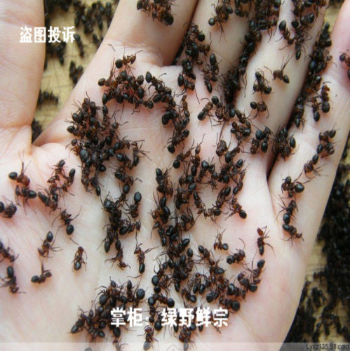 东北大兴安岭纯野生鲜黑蚂蚁