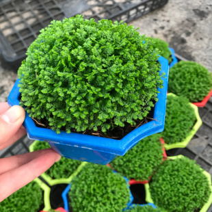 绿地球桌面绿植绿地珊瑚厥常绿蕨类植物翠云草绿地球水培盆栽植物