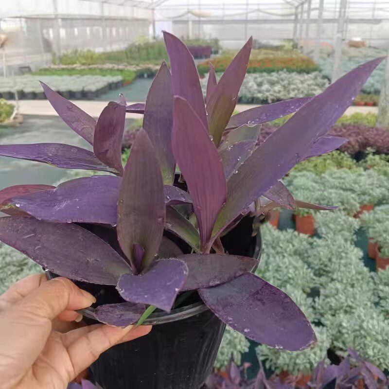 成品盆栽紫叶草紫竹梅紫罗兰吊兰驱蚊蛇庭院阳台耐热耐寒花卉好养