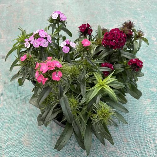 霹雳绣球石竹盆栽大苗带花苞庭院阳台花园绿化景观植物花期长耐养
