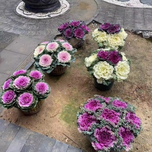 5盆装】 盆栽叶牡丹羽衣甘蓝大苗庭院地栽耐寒植物花园观赏花卉