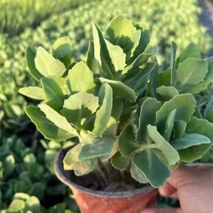 八宝景天蝎子草华丽三七蚊虫叮咬止痒跌打损伤盆栽绿植多年生花苗
