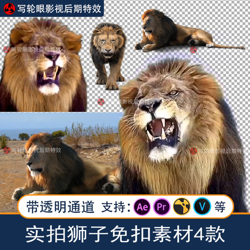 实拍狮子动画视频素材动物狮头狮子吼叫三维素材带透明通道AEPR