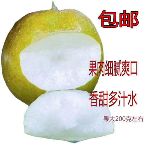 脆甜多汁翠冠梨超大果当天采摘