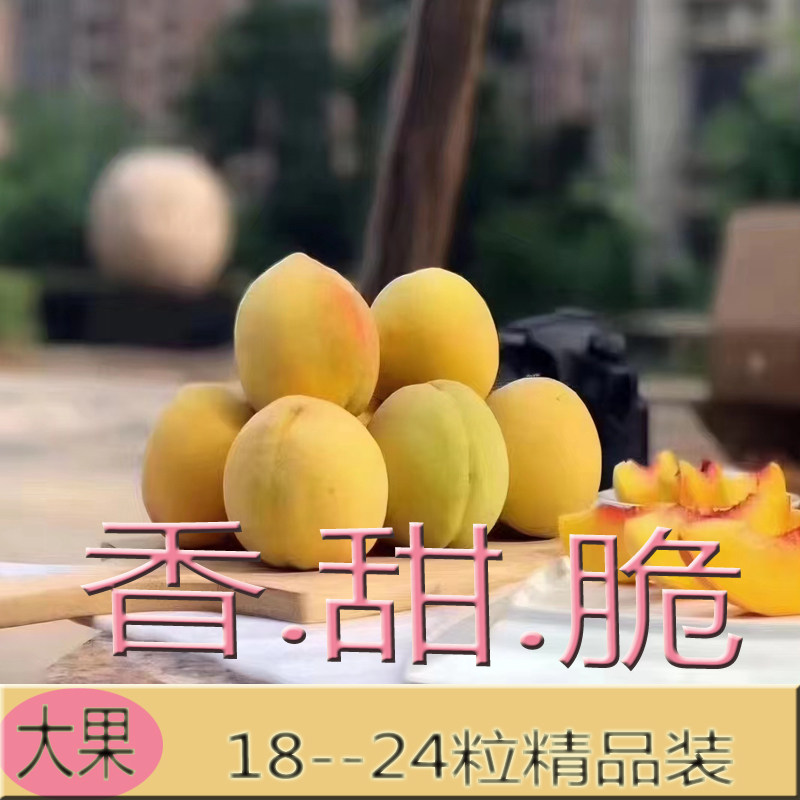 5000福建建宁脆甜香精选大果