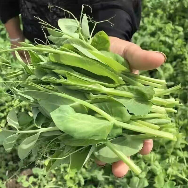 选伦淮味顺丰豌豆苗现摘现发