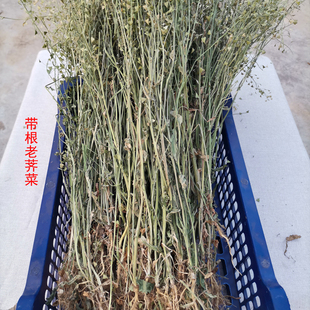 2025新鲜老荠菜整棵晒干菜三月三煮鸡蛋月子丹江口库区野生荠菜