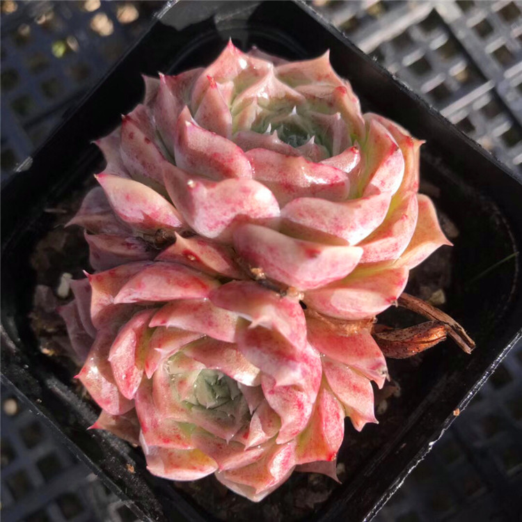 海琳娜非财路月影系多肉植物一物一拍大棚直销绿植盆栽迷你办公室