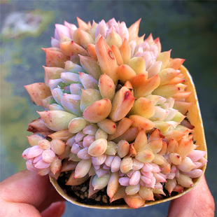 【霜花】一物一拍  多肉植物 易群生  大棚迷你植物
