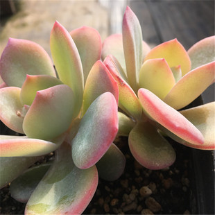 【白凤大群生老桩】大型种 多肉植物 一物一拍 大棚直销 绿植盆栽