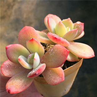 【白凤 血凤 奶茶亲本】一物一拍  非白茶 多肉植物 老桩 绿植