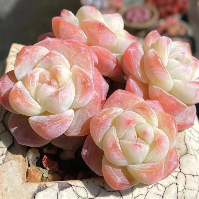 一物一拍 冰玉 多肉植物 冰淇淋马卡龙色全状态大棚直销绿植盆栽