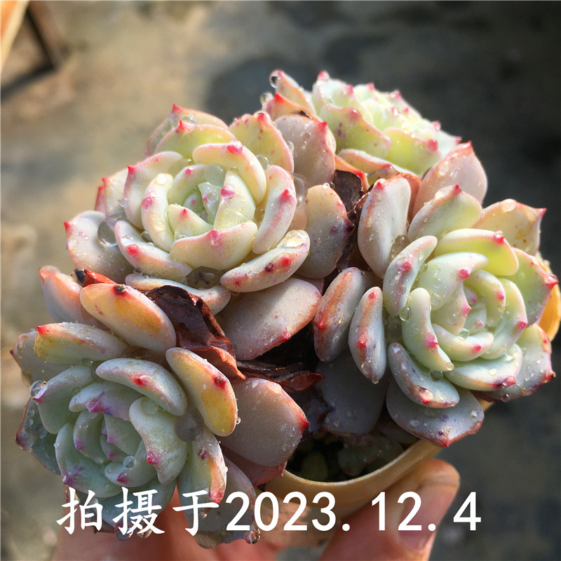 【勃朗峰】一物一拍  小贵货 多肉植物 非奶油黄桃 大棚绿植盆栽,鲜花速递/花卉仿真/绿植园艺,多肉植物,淘宝优惠券,粉丝福利购,淘宝优惠卷