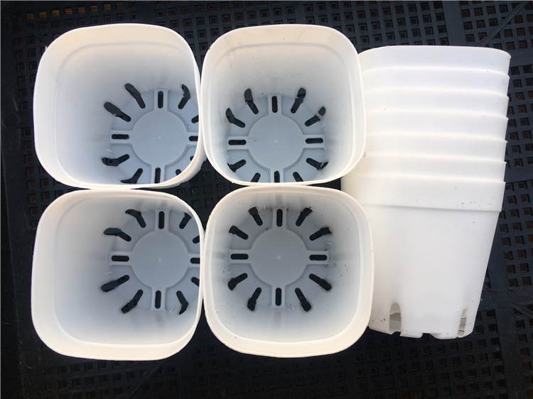 白色塑料花盆6cm多肉植物