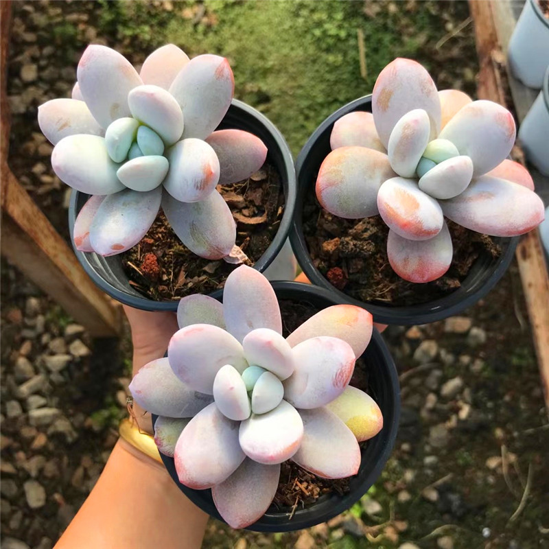 【雪美人】雪莲杂交美人系 一物一拍  多肉植物 易群生 迷你植物