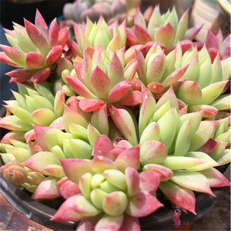 正版红蔓莲非普通蔓莲多肉植物保证对版一物一拍大棚直销造景状态