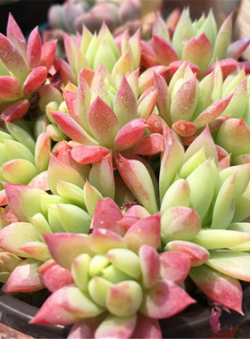 【正版红蔓莲】 非翡翠塔 普通蔓莲 多肉植物 一物一拍 大棚直销