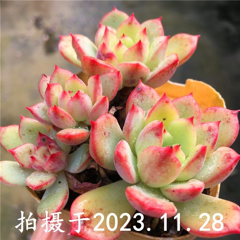 三文鱼 多肉植物 出血斑品种 收藏bi入 一物一拍 绿植盆栽 满包邮