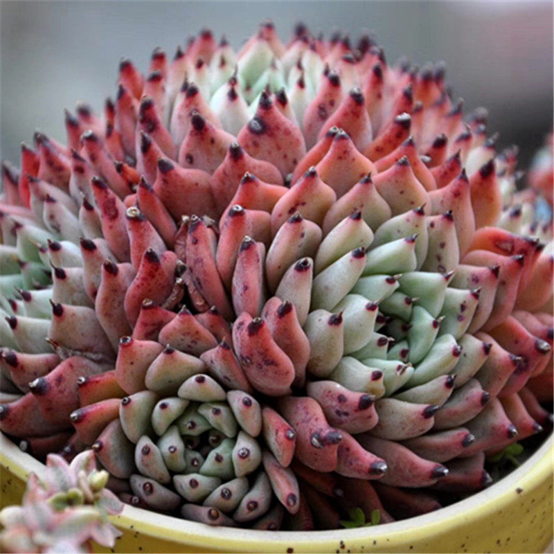 【原始绿爪 】一物一拍 非黑爪 爪系经典群生 多肉植物 迷你盆栽,鲜花速递/花卉仿真/绿植园艺,多肉植物,淘宝优惠券,粉丝福利购,淘宝优惠卷