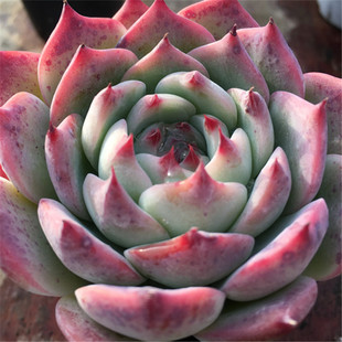 吉娃娃 品种 一物一拍 红尖尖莲座经典 大棚绿植盆栽 多肉植物