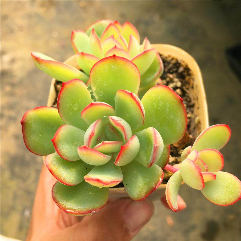 [晨露】红边莲座类 玉色底  一物一拍  多肉植物 大棚迷你植物