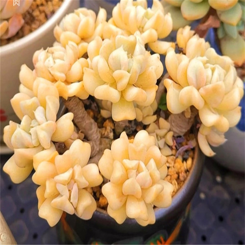 特玉莲心形叶多肉植物表达爱