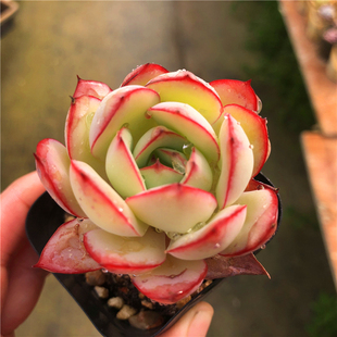 【牡丹亭】一物一拍 红边莲座超美多肉植物 易群生  大棚迷你植物