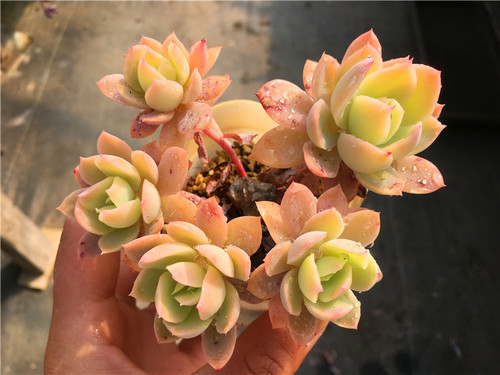 丝绸面纱果冻色一物一拍多肉植物