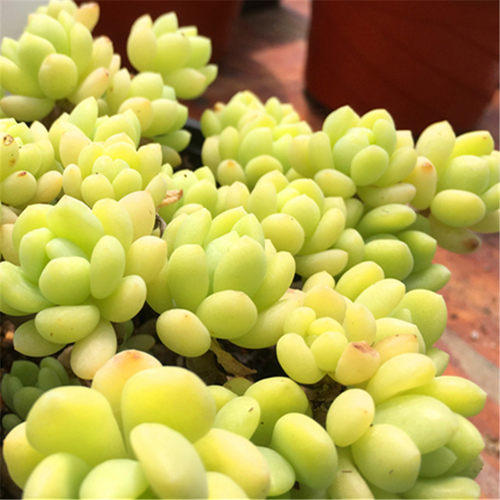 凝脂莲小庄非劳尔直销多肉植物