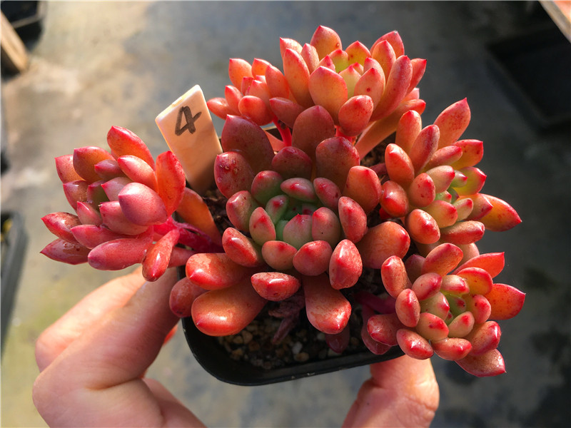 【鸡血红宝石】 一物一拍 控养小老庄 多肉植物   绿植盆栽大棚,鲜花速递/花卉仿真/绿植园艺,多肉植物,淘宝优惠券,粉丝福利购,淘宝优惠卷